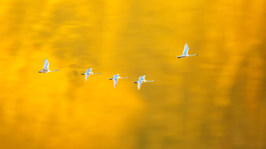 天鹅--我们的空间 by 虎哥 on 500px.com