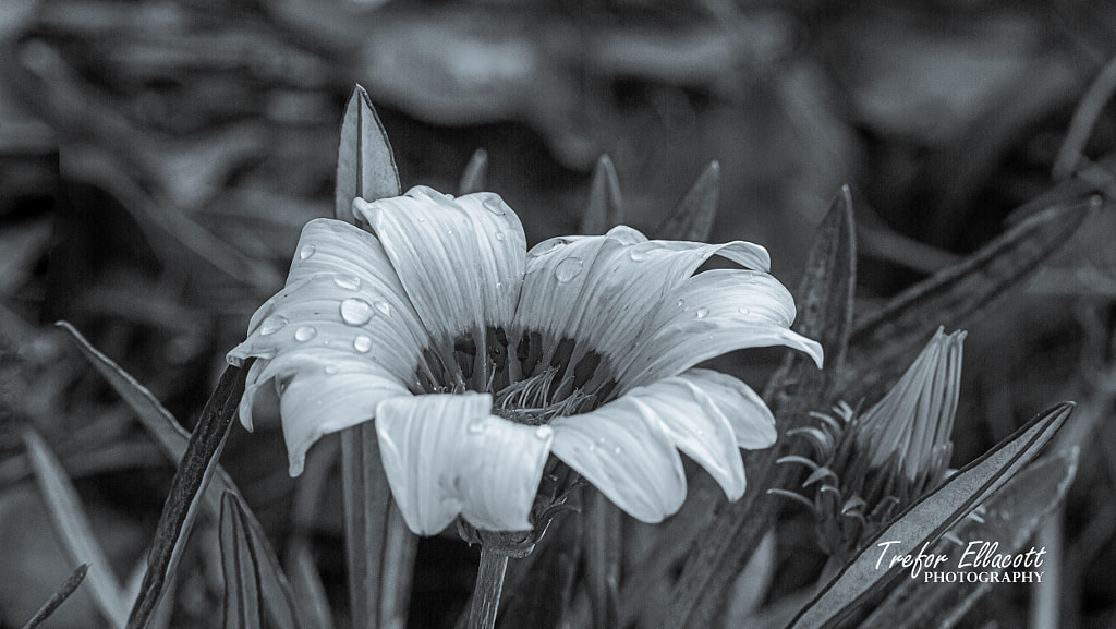 Too Much Rain 22_02 by Trefor Ellacott / 500px