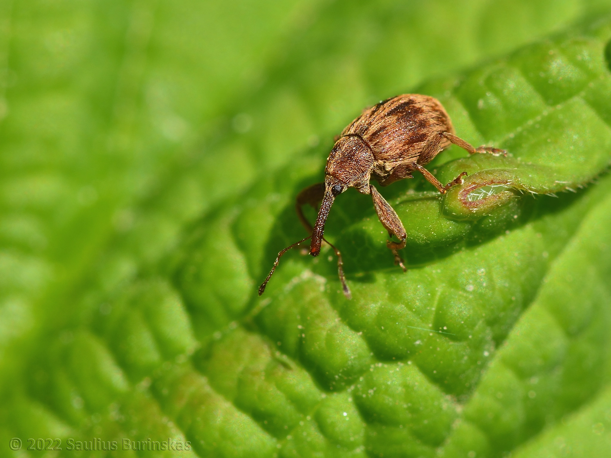 Cherry weevil by Saulius Burinskas / 500px