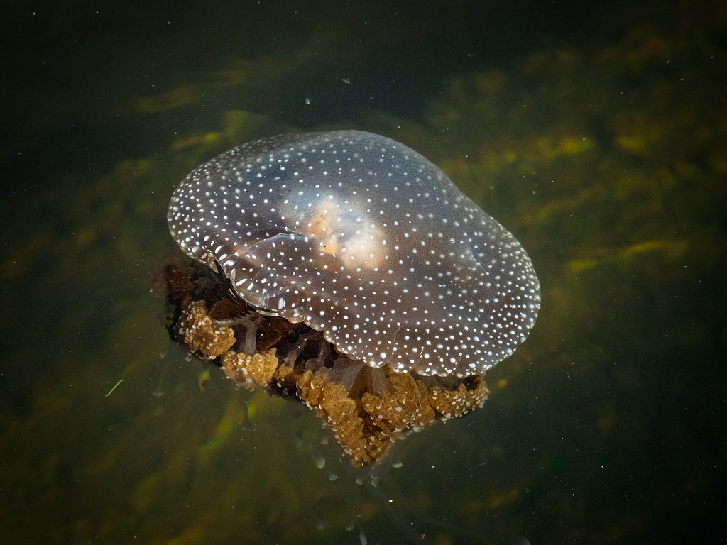 Brown Jellyfish by Paul Amyes on 500px.com