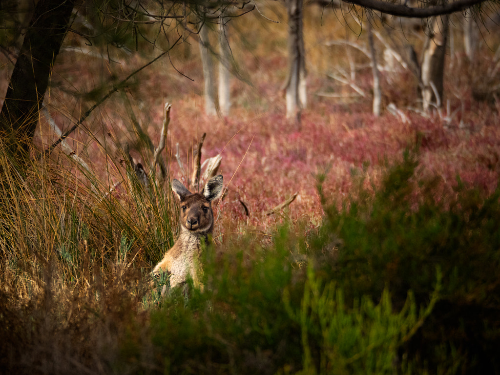 Yongka by Paul Amyes on 500px.com