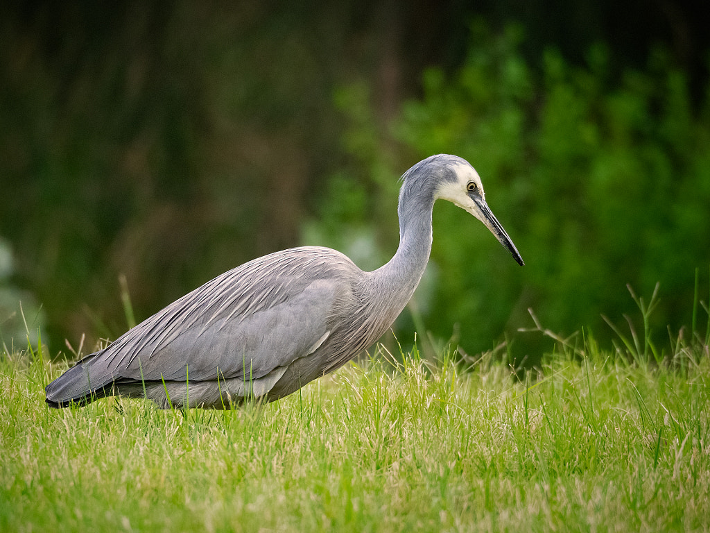 Wyan by Paul Amyes on 500px.com