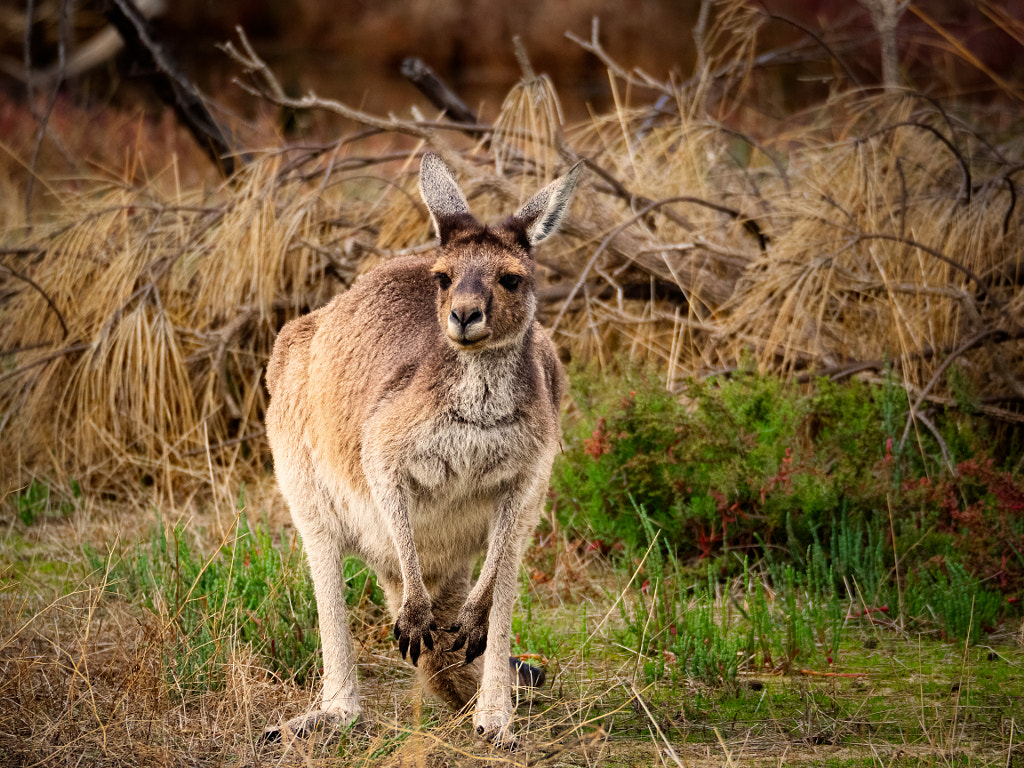 Yongka by Paul Amyes on 500px.com