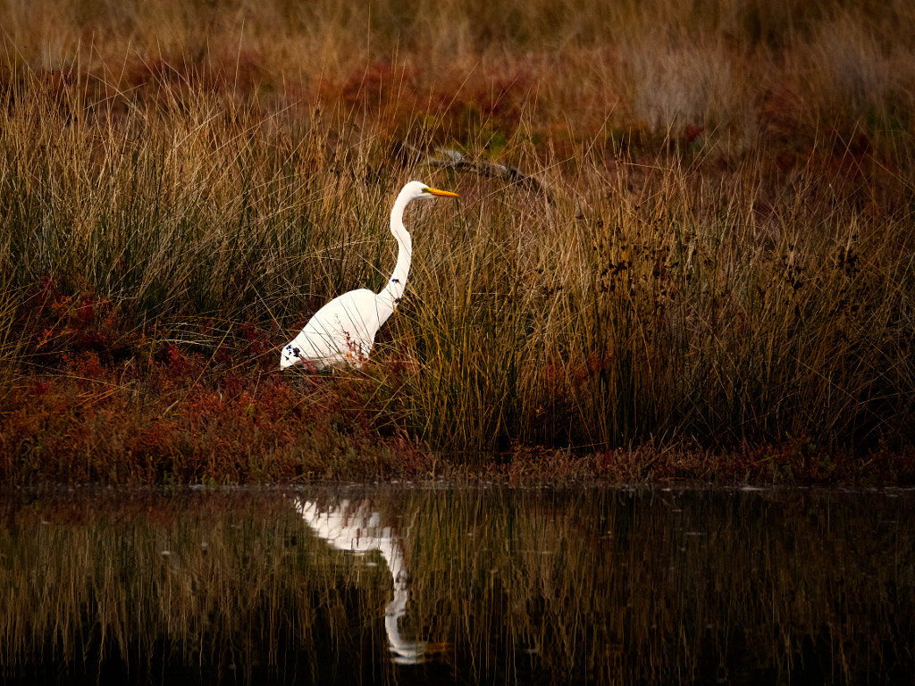 Great Egret by Paul Amyes on 500px.com