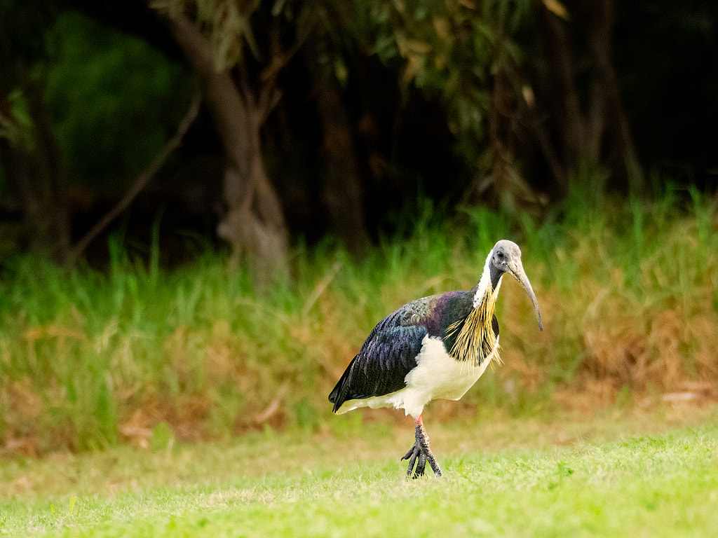Straw-necked Ibis by Paul Amyes on 500px.com