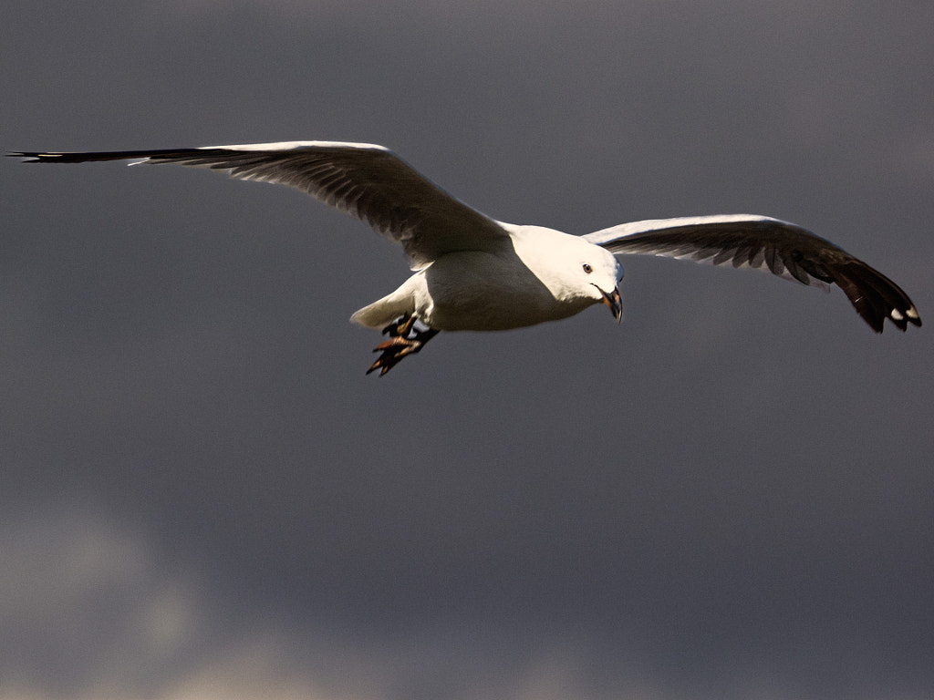 Djidjinook by Paul Amyes on 500px.com