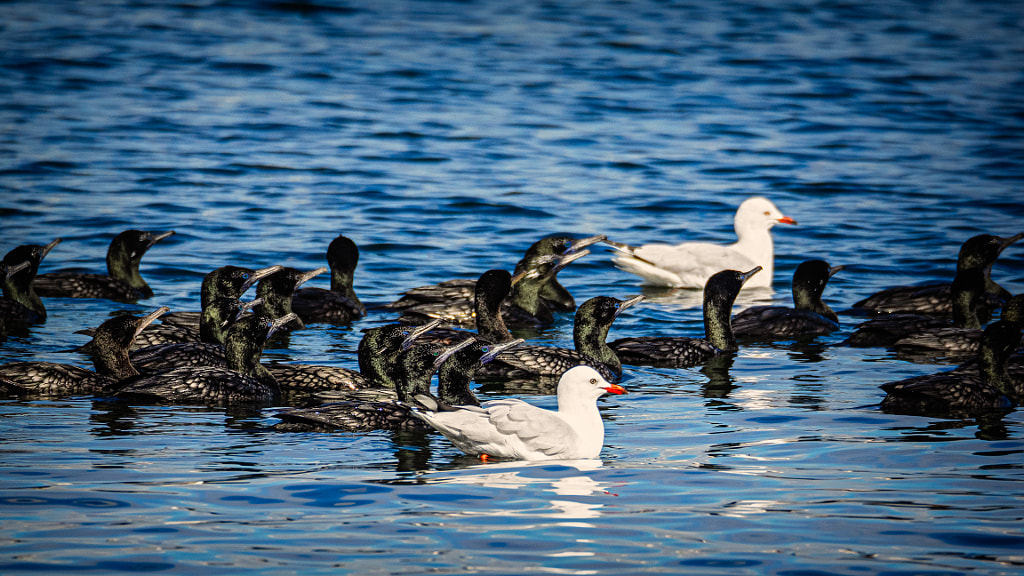 Black and White by Paul Amyes on 500px.com