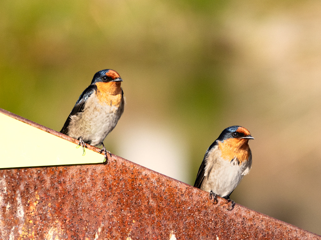 Koonamit by Paul Amyes on 500px.com