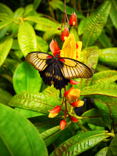 Butterfly  by Daniel Chlíbek on 500px.com