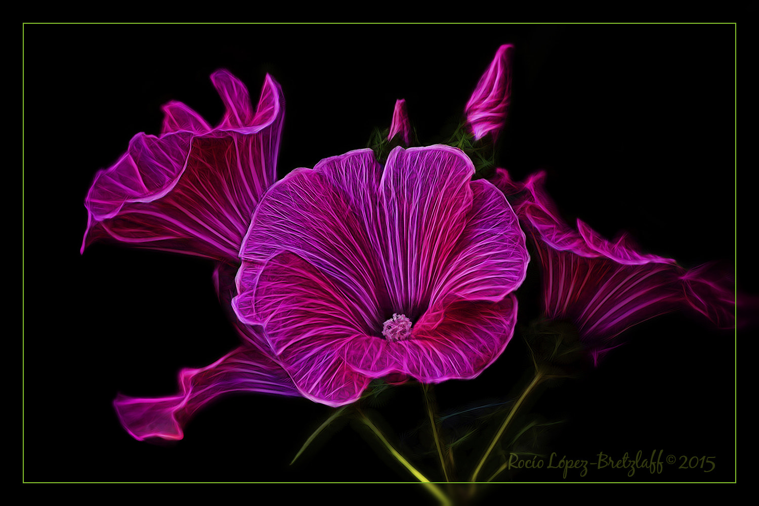 Sigma 70-300mm F4-5.6 APO DG Macro sample photo. Silvercups photography