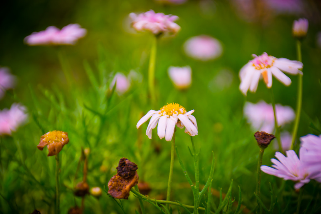 The Beauty of Pink by L's  on 500px.com