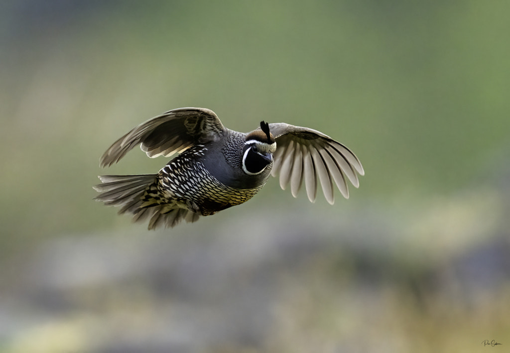 California Quail in flight by Pius Sullivan / 500px