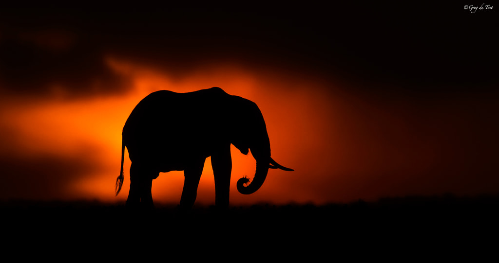 Mara Elephant by greg du toit on 500px.com