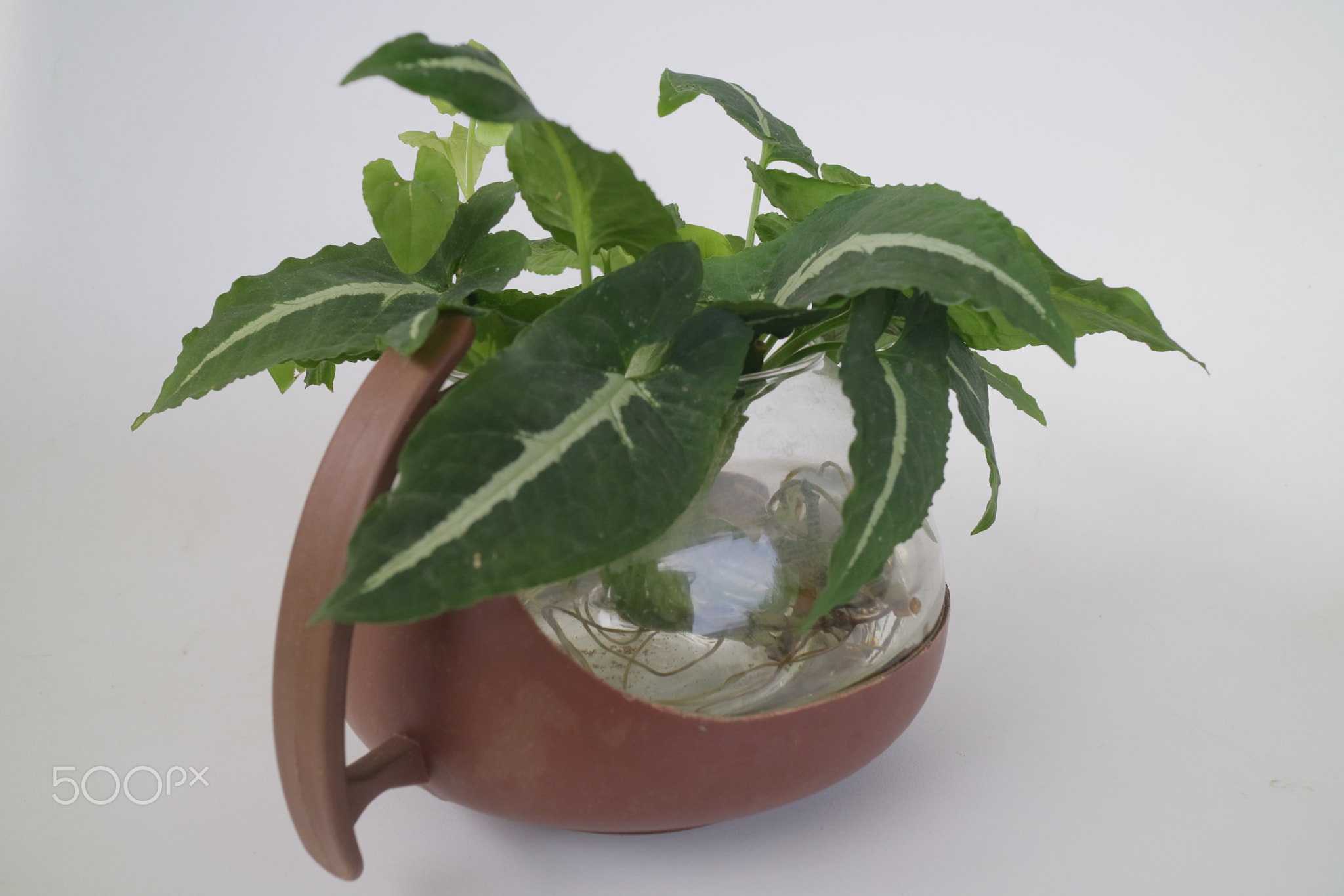 small green indoor house plant on the teapot