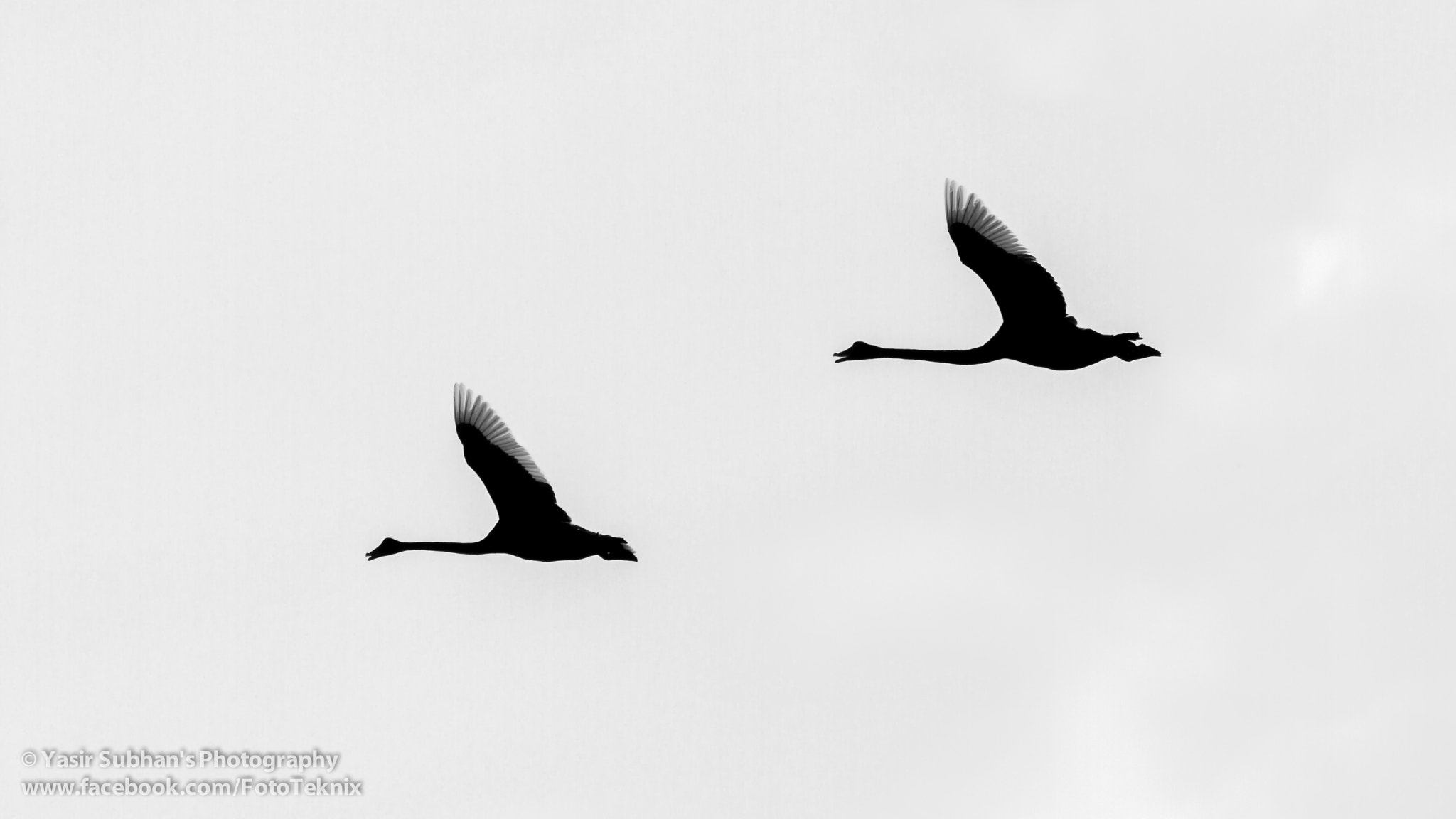 Black Swans in flight