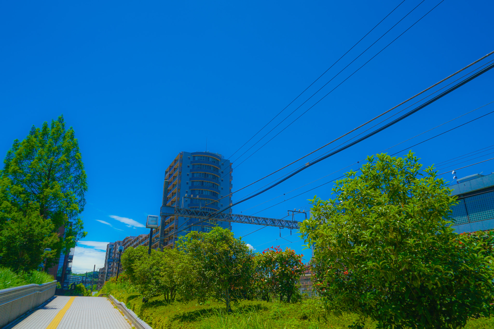 Quarter of the early summer of Tama Center