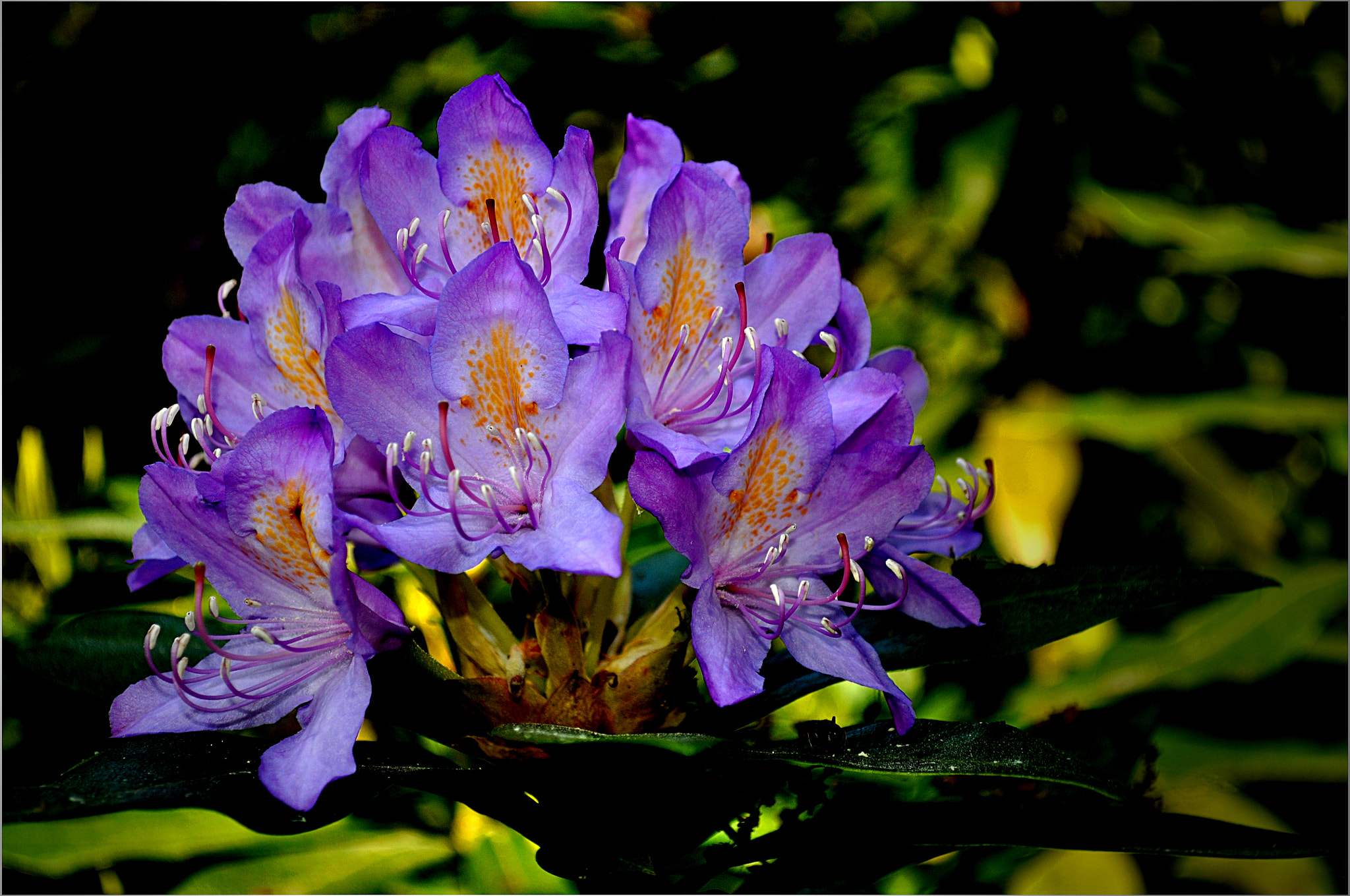 Flower 2