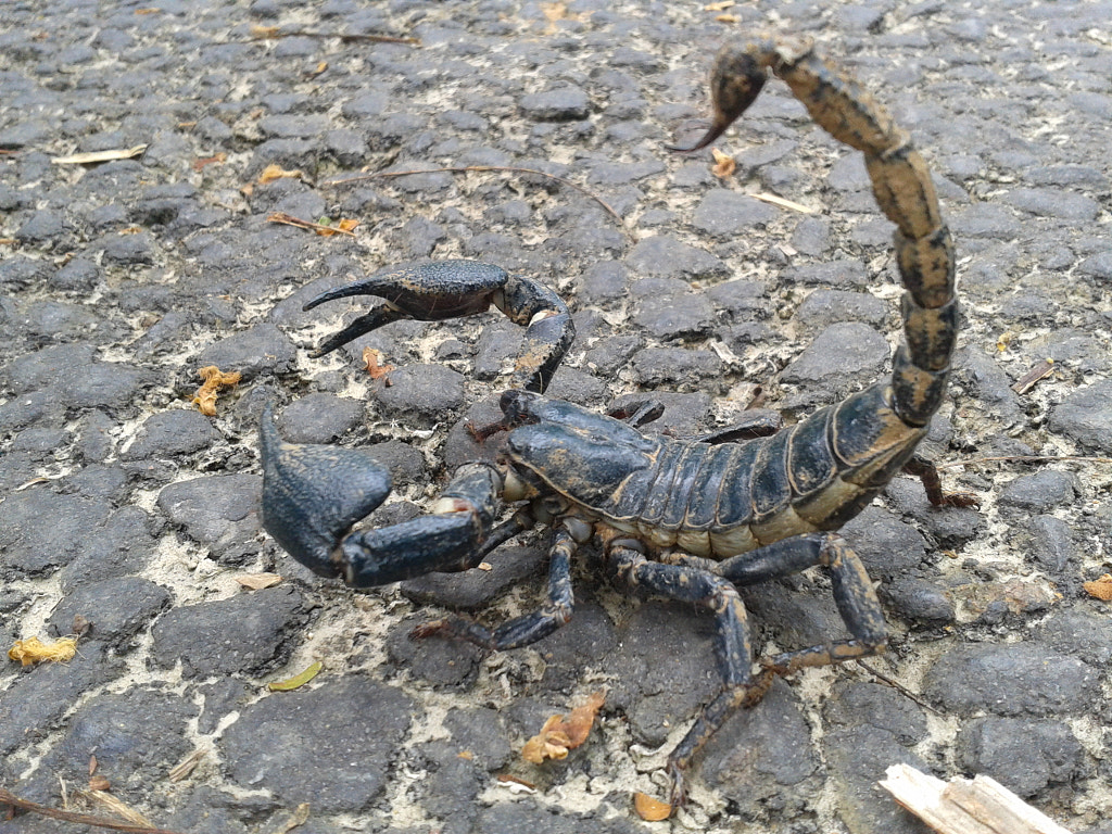 Close up of a Scorpion on the ground.Cute Animal Facts That Will Blow Your Mind