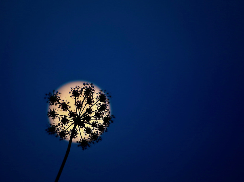 Moon in a flower by Veronika  K Ko on 500px.com