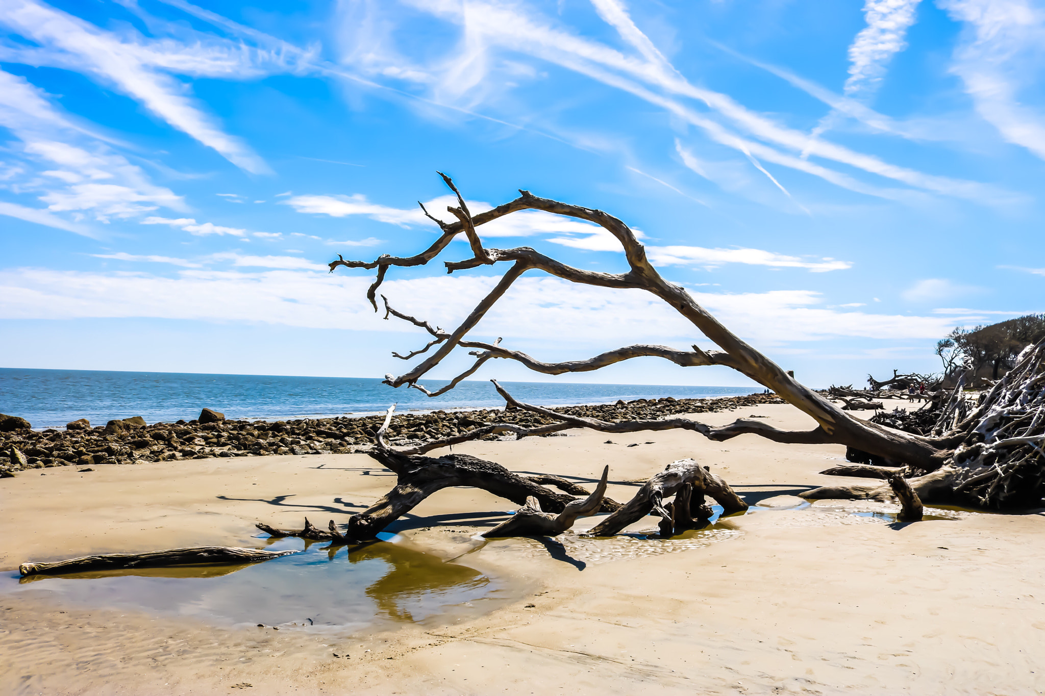 driftwood beach