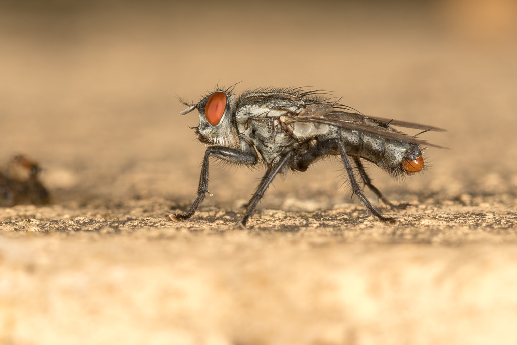 Flesh Fly - Scarcophaga Africa By Johan Van Zyl   500px