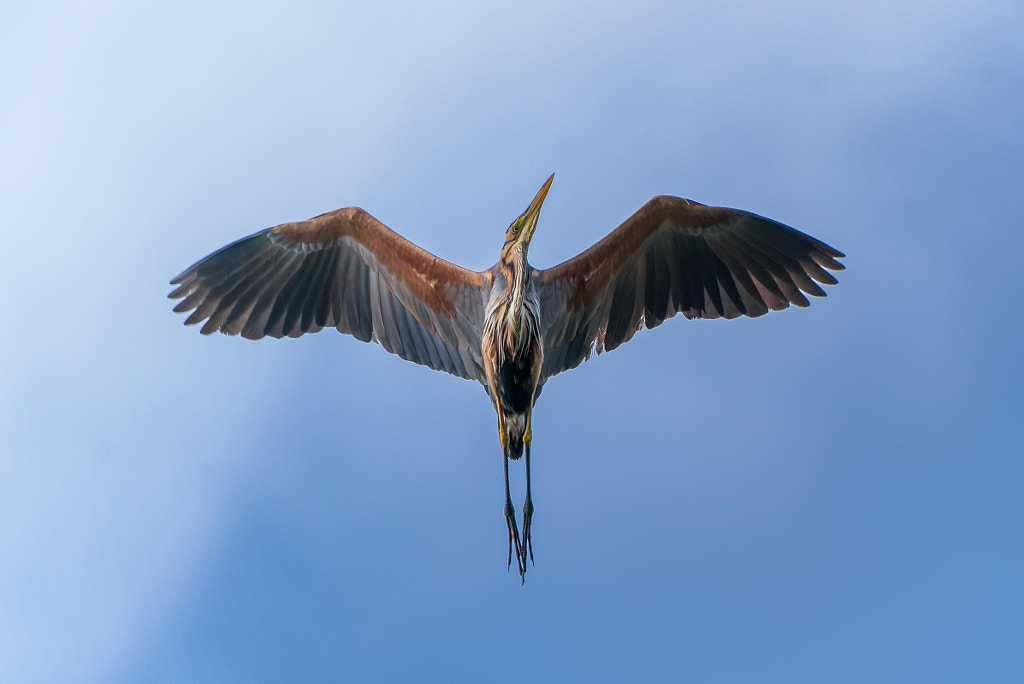 Purple Heron in flight by Eduardo Muñoz on 500px.com