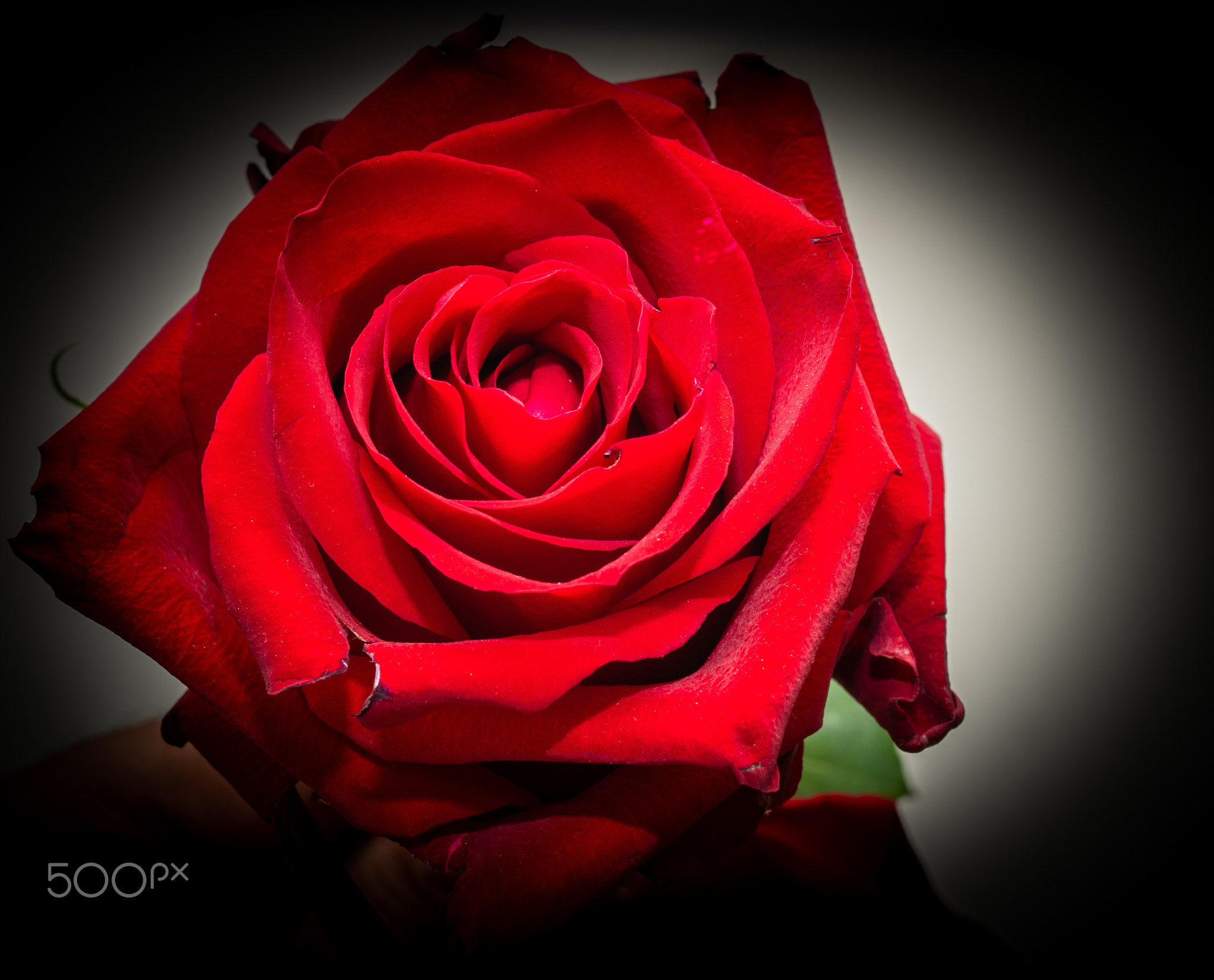 Red rose on a dark background