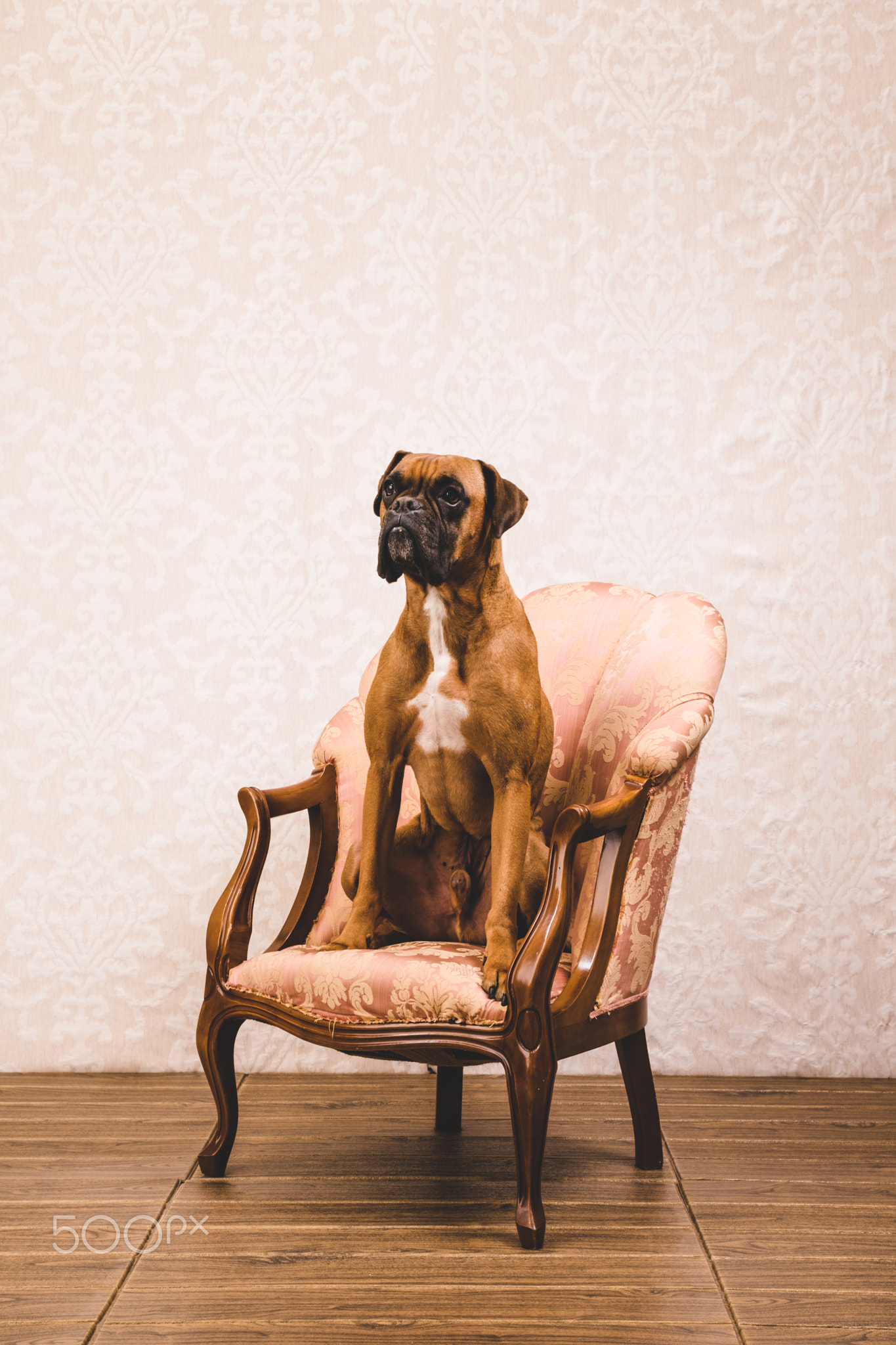 View of an old classical vintage armchair with a boxer dog