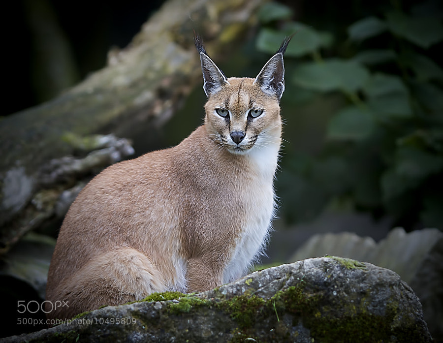 Deep Thought by Wim Bolsens