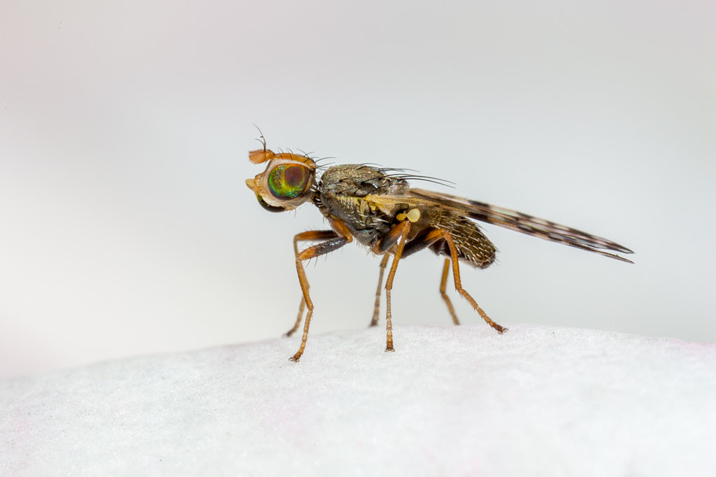 Fruit Fly Family Tephritidae by Johan van Zyl / 500px