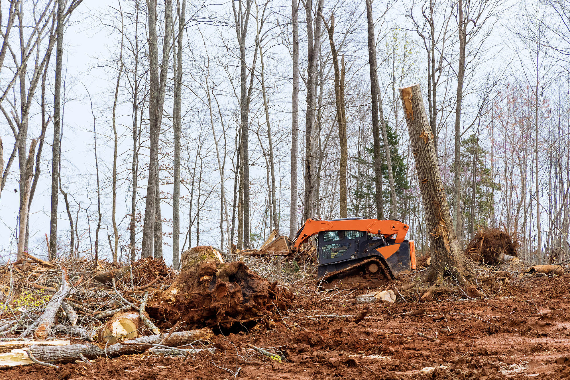 Excavator grapple during clearing forest for for new development home: Excavator grapple during clearing forest for for new development home construction in the trees