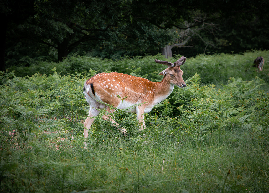 Winking Deer by Vimal Kumar / 500px