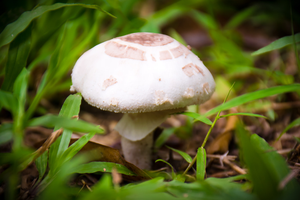 The Fungi by L's  on 500px.com