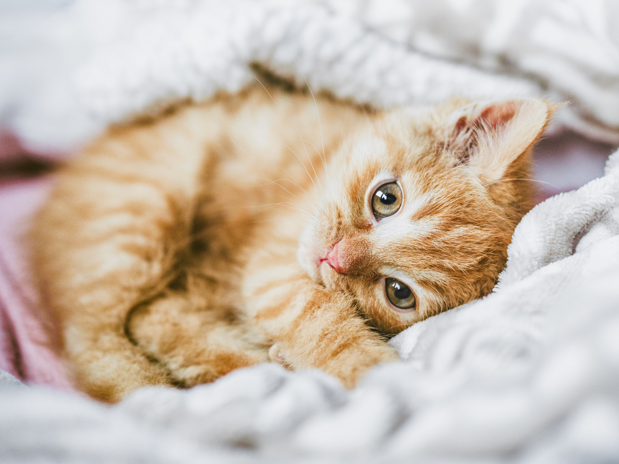 little kitty