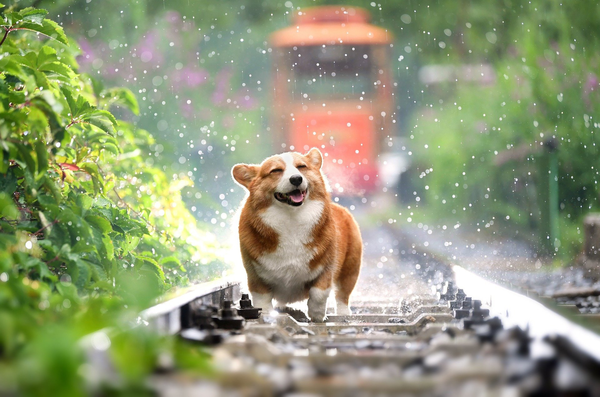 Why Give Your Dog the Best Food for Digestive Health?: It is the best food for digestive health. If you cook at home for your pet, it is a challenge and even impossible to balance the micronutrients like minerals and vitamins that your dog requires. Vitamin supplements may assist in filling in the gaps and help improve the health of your dog. Consult your veterinarian about what food is appropriate for your dog’s digestive health and age status. https://www.healthjourneywellness.com/why-give-your-dog-the-best-food-for-digestive-health/