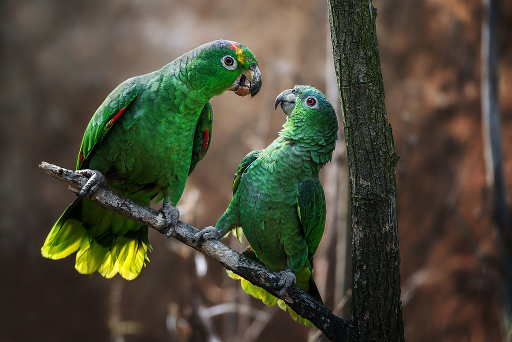 Mealy amazon (Amazona farinosa) by Ondřej Chvátal / 500px