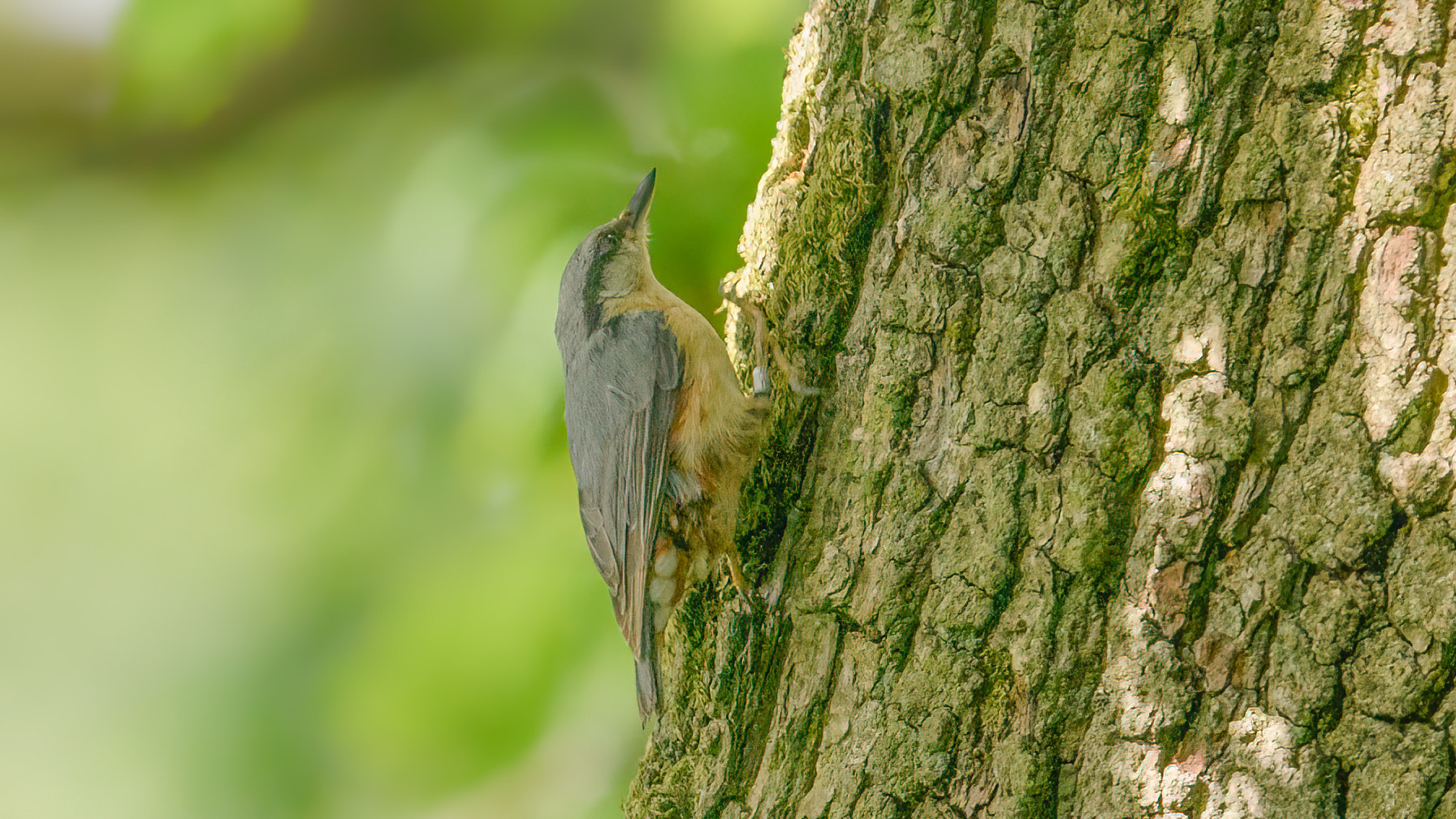 Nuthatch - Sitta europaea