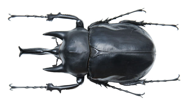 昆虫标本：Megasoma thersites LeConte, 1861 德赛提斯兜虫（小毛象