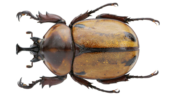 昆虫标本：Megasoma thersites LeConte, 1861 德赛提斯兜虫（小毛象