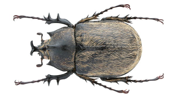 昆虫标本：Megasoma thersites LeConte, 1861 德赛提斯兜虫（小毛象