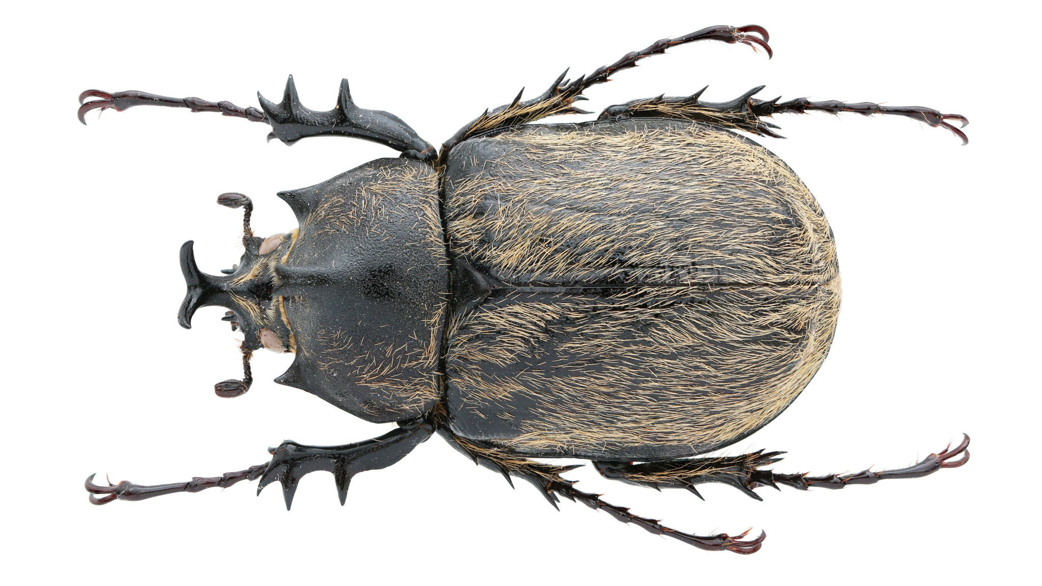 標本 Mexico Megasoma thersites 39mm Minature Elephant Beetle (Megasoma thersites) – James' Beetle Farm