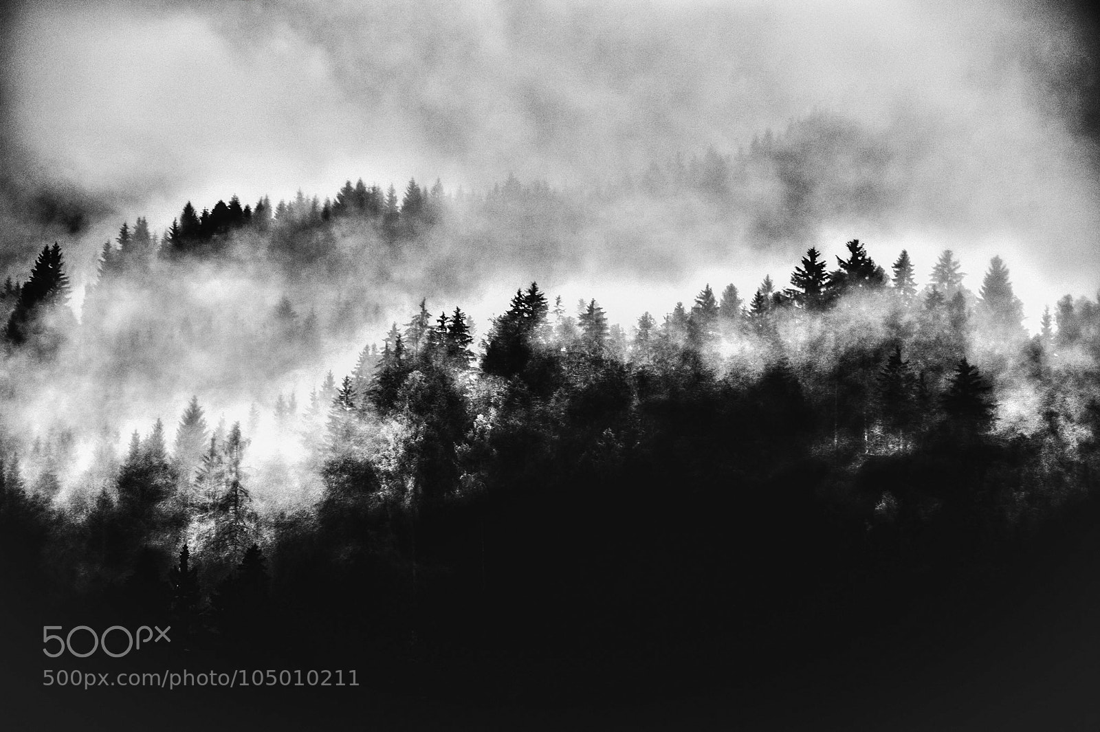 Nikon D700 sample photo. Trees and clouds photography