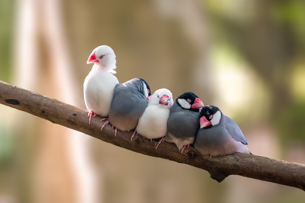 Sleeping Birds by Sami Multasuo / 500px