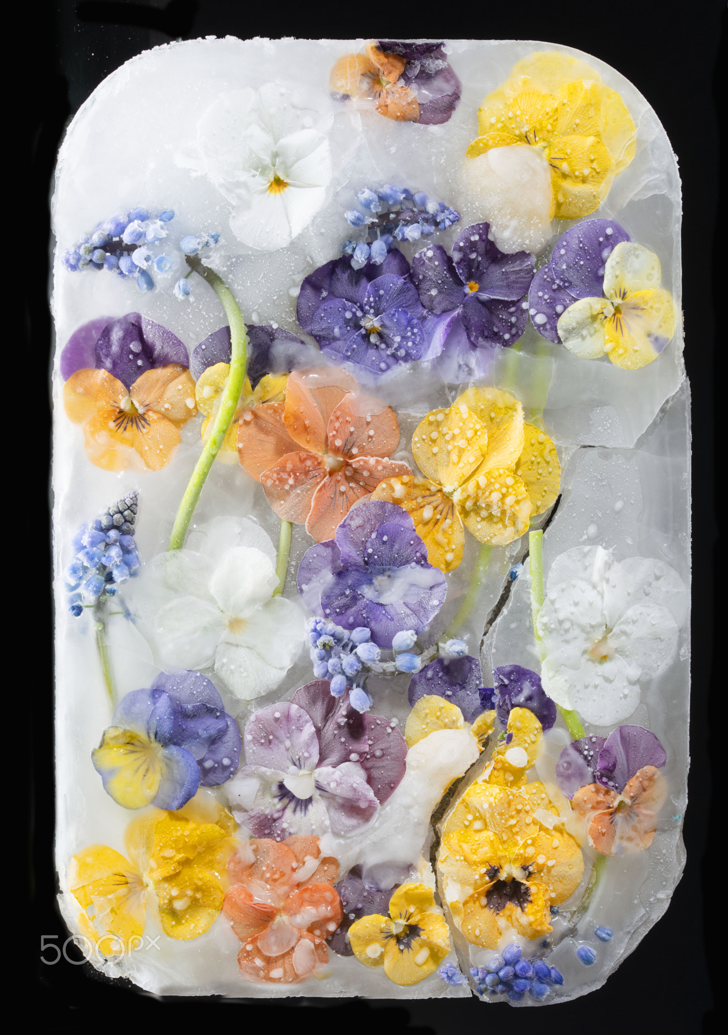 Background of mixed colours of pansy and grape hyacinth flowers in ice