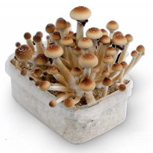 Golden Teacher Mushrooms Online