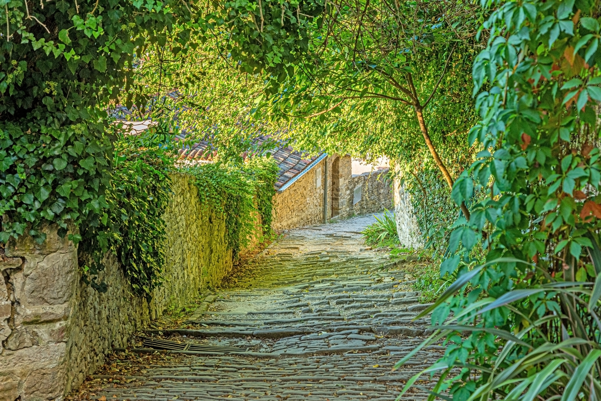 Picture of a romantic cobblestone street in Motovun