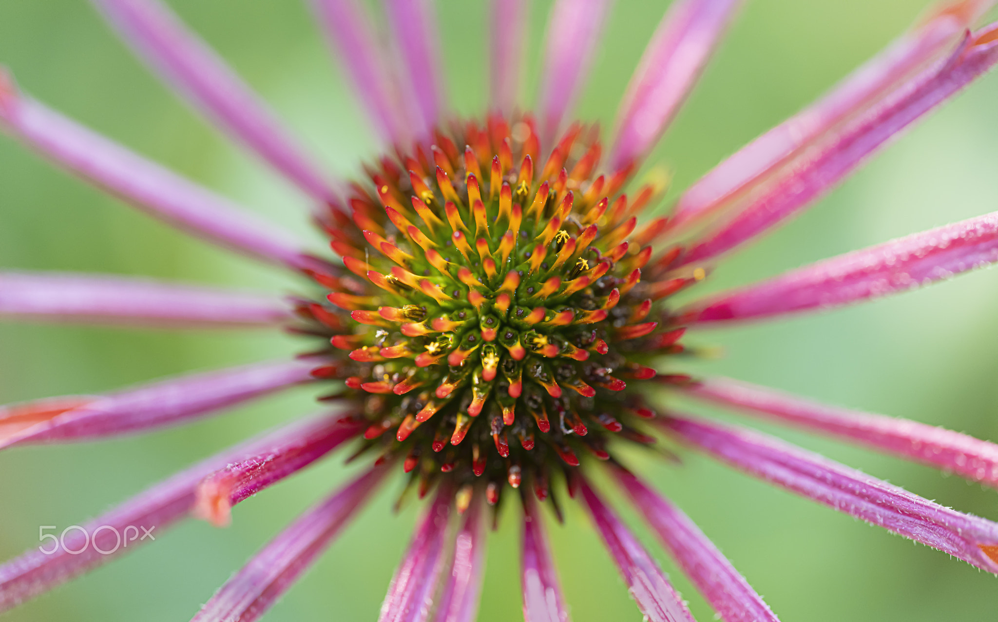 Echinacea