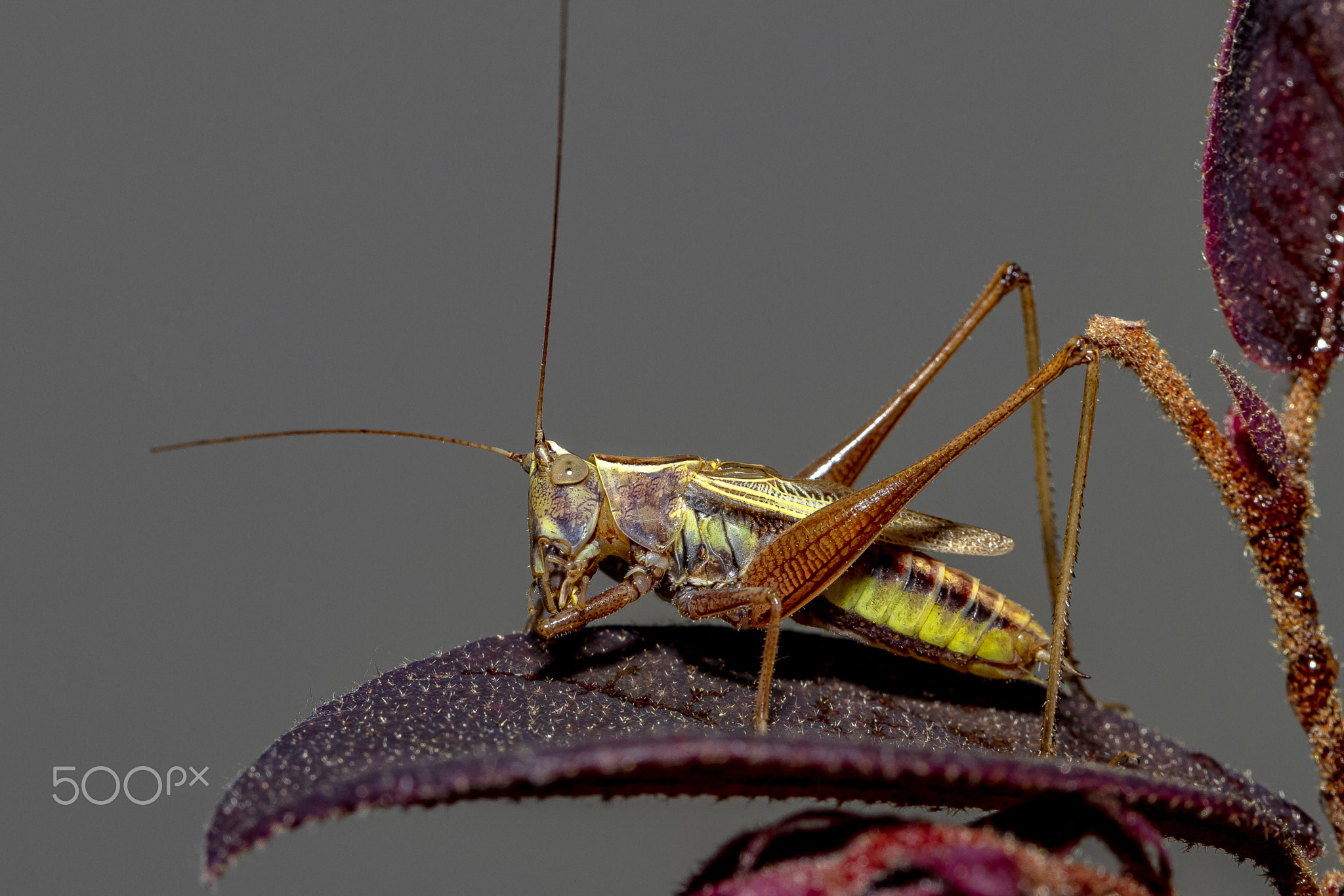 Field Grasshopper