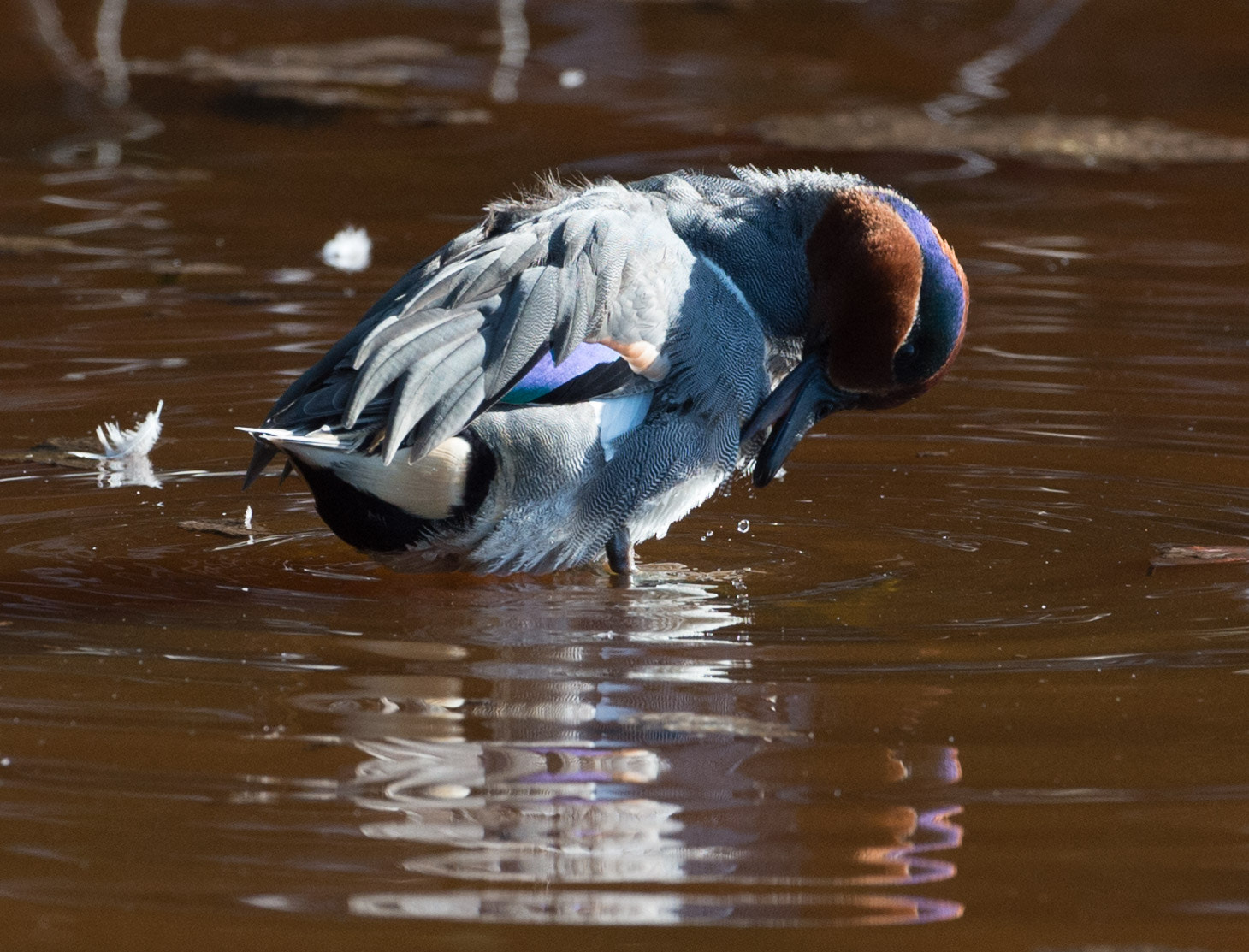 Nikon AF-S Nikkor 200-400mm F4G ED-IF VR sample photo. Blue teal photography