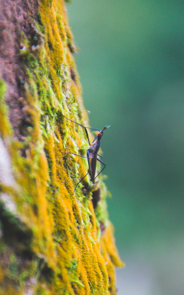 The Little Bug by L's  on 500px.com